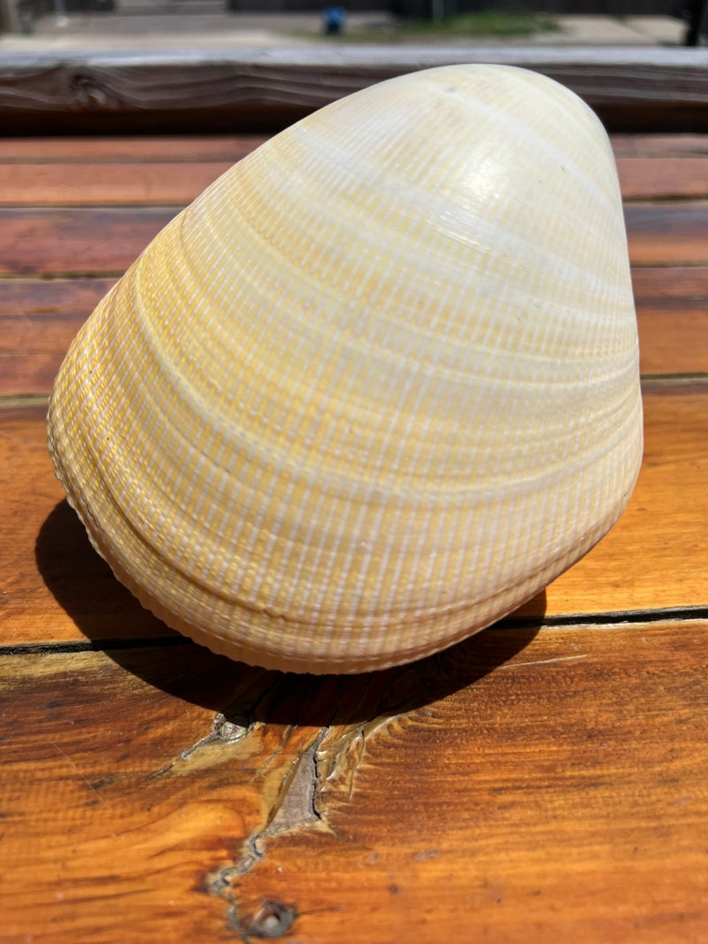 Giant Pacific Heart Cockle Shell Pair 6" - ShellsLoving Coastal Living