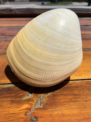 Giant Pacific Heart Cockle Shell Pair 6