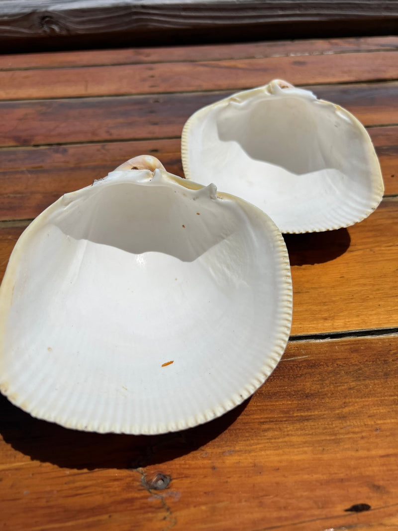 Giant Pacific Heart Cockle Shell Pair 6" - ShellsLoving Coastal Living