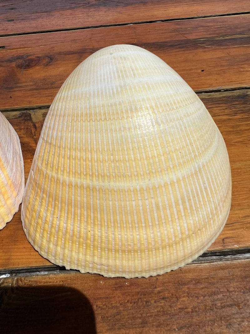 Giant Pacific Heart Cockle Shell Pair 6" - ShellsLoving Coastal Living