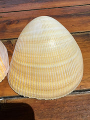 Giant Pacific Heart Cockle Shell Pair 6