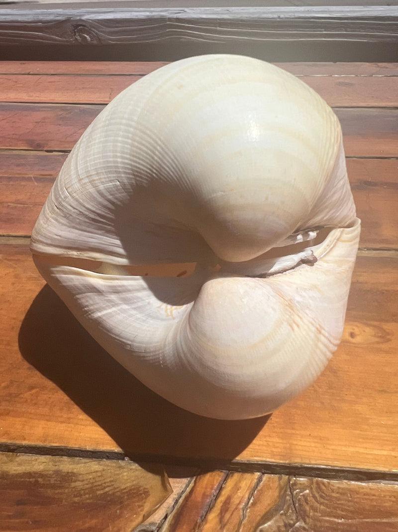 Giant Pacific Heart Cockle Shell Pair 6" - ShellsLoving Coastal Living