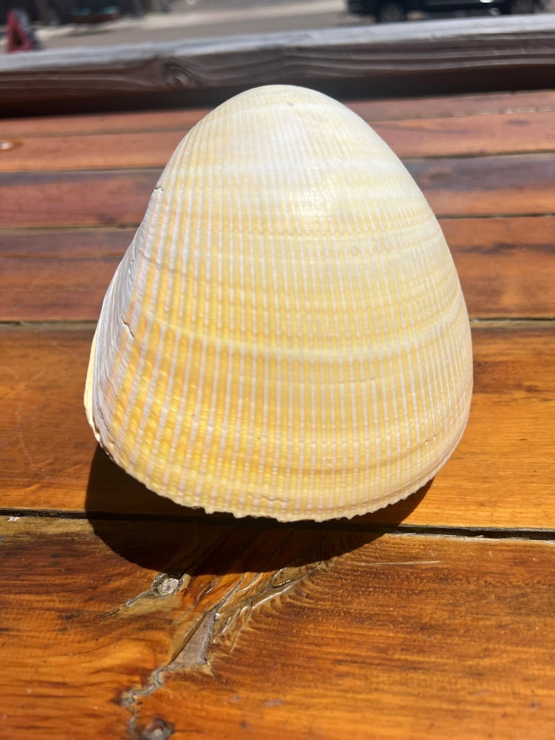 Giant Pacific Heart Cockle Shell Pair 6" - ShellsLoving Coastal Living