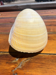 Giant Pacific Heart Cockle Shell Pair 6