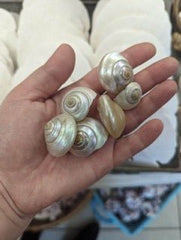 Giant Pearl Umbonium Shell - Loving Coastal Living