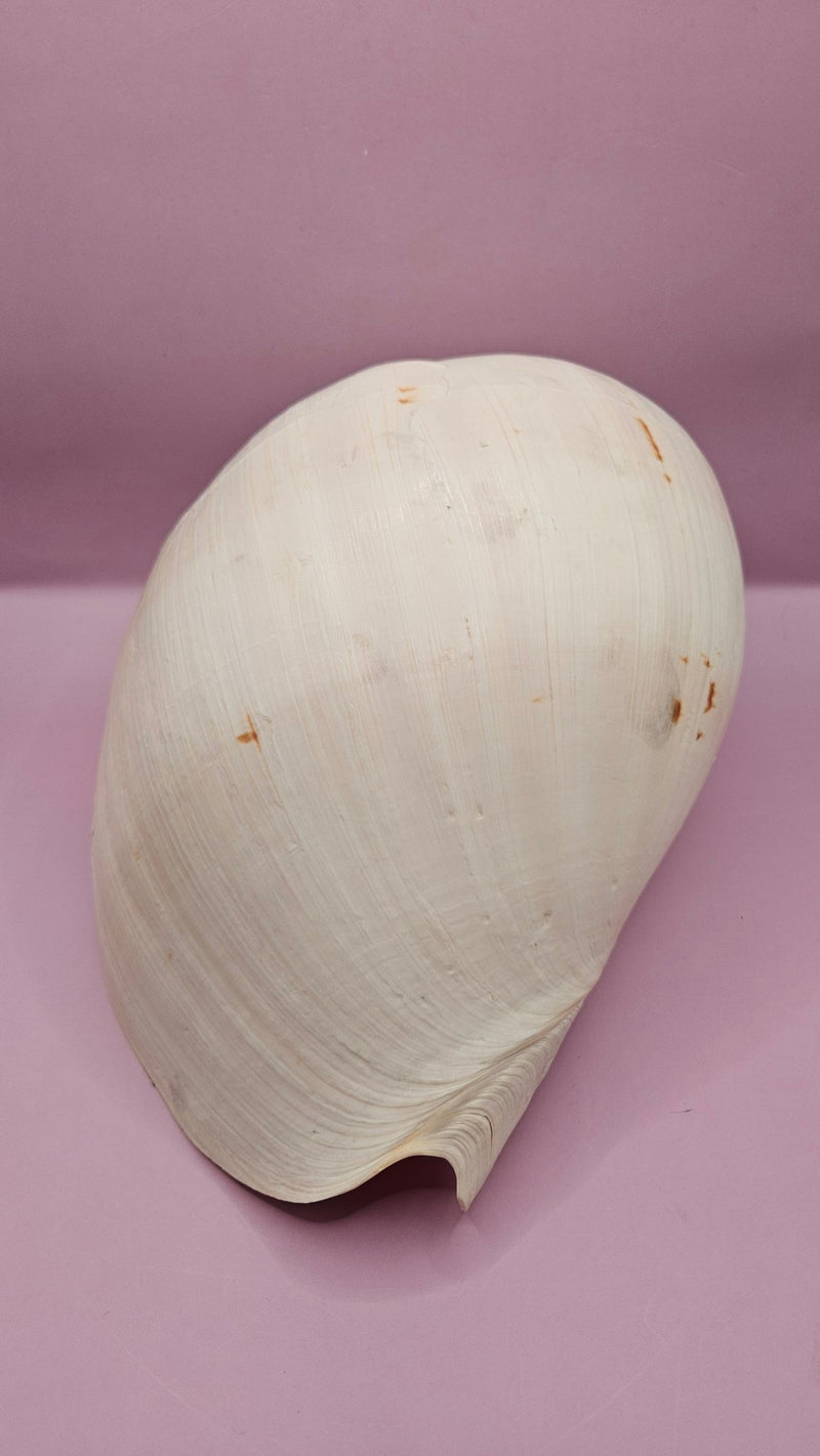 Giant Philippines Crowned Baler Melon Shell - 10" Natural Coastal Decor - Shells in Large ShelfEtsy