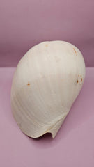 Giant Philippines Crowned Baler Melon Shell - 10