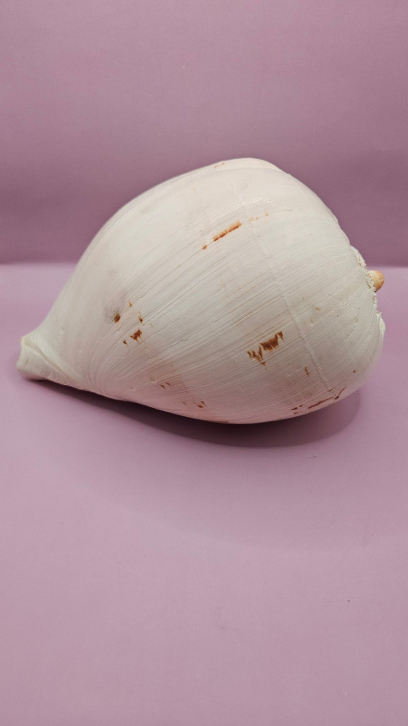 Giant Philippines Crowned Baler Melon Shell - 10" Natural Coastal Decor - Shells in Large ShelfEtsy