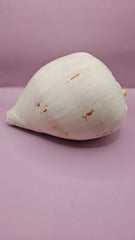 Giant Philippines Crowned Baler Melon Shell - 10