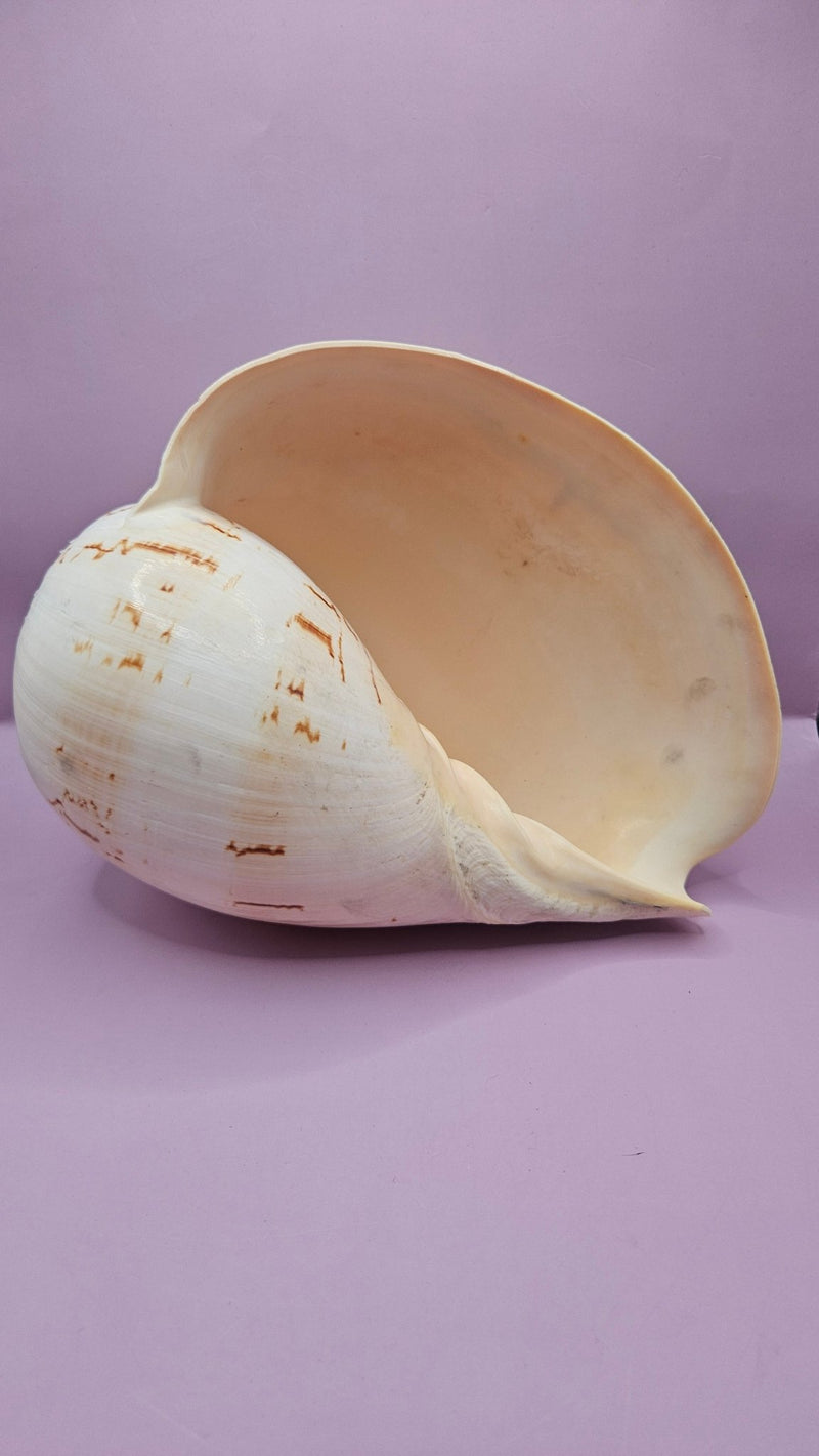 Giant Philippines Crowned Baler Melon Shell - 10" Natural Coastal Decor - Shells in Large ShelfEtsy