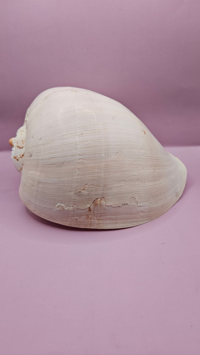 Giant Philippines Crowned Baler Melon Shell - 10" Natural Coastal Decor - Shells in Large ShelfEtsy