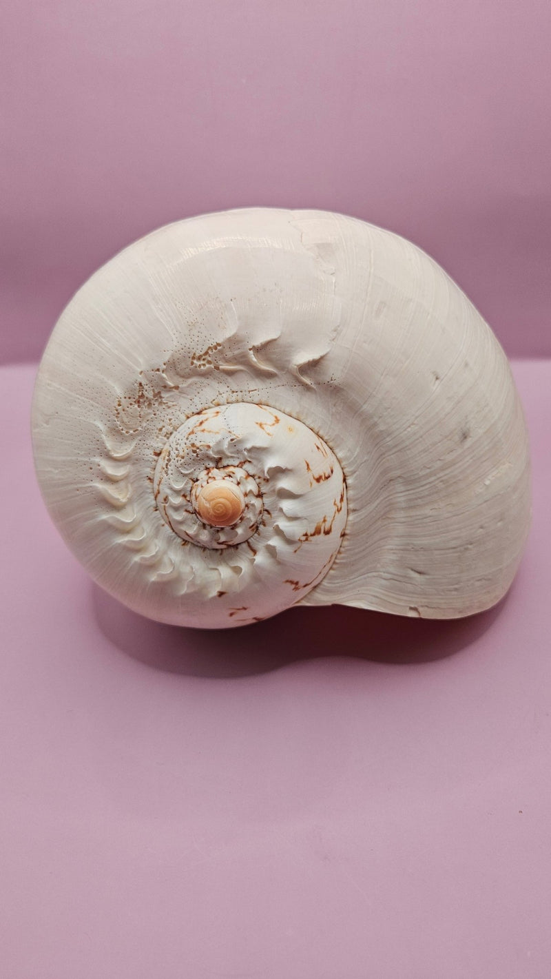 Giant Philippines Crowned Baler Melon Shell - 10" Natural Coastal Decor - Shells in Large ShelfEtsy