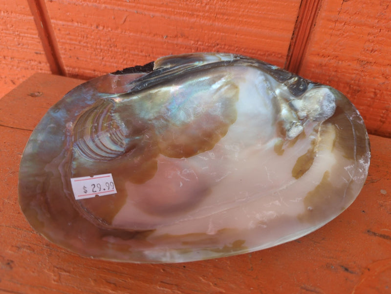 Giant Polished River Clam Seashell Shell - Etsy