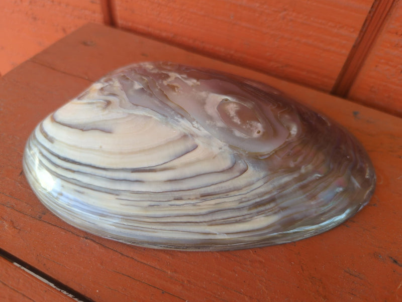 Giant Polished River Clam Seashell Shell - Etsy