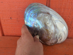 Giant Polished River Clam Seashell Shell - Etsy