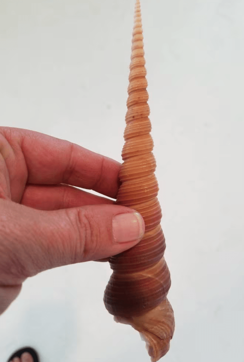 Giant Size 5"+ Terebra Turritella Shells Tan Brown 'Ice Cream Cone' Seashells Spiral Top Crafts Seashell DIY Supplies Mermaid Crowns - Loving Coastal Living