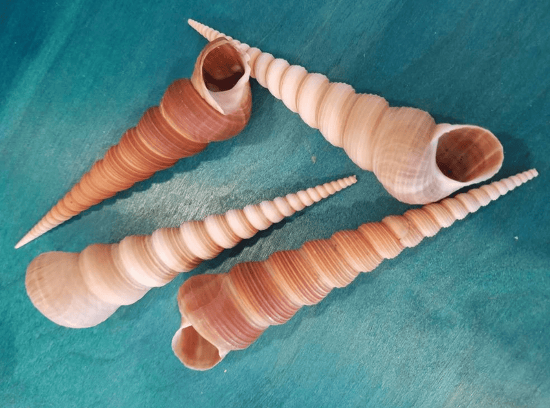 Giant Size 5"+ Terebra Turritella Shells Tan Brown 'Ice Cream Cone' Seashells Spiral Top Crafts Seashell DIY Supplies Mermaid Crowns - Loving Coastal Living