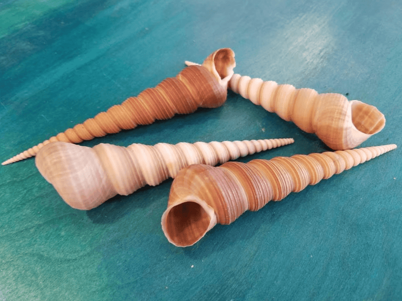 Giant Size 5"+ Terebra Turritella Shells Tan Brown 'Ice Cream Cone' Seashells Spiral Top Crafts Seashell DIY Supplies Mermaid Crowns - Loving Coastal Living