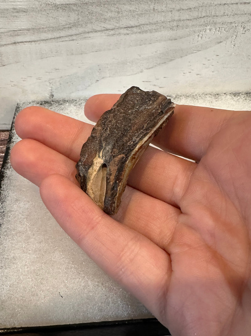 Giant sloth fossilized teeth pieces