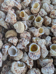 Gold and Silver Mouth Turban Shells (Turbo Chrysostomus & Argyrostoma) - Loving Coastal Living