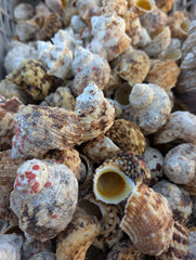 Gold and Silver Mouth Turban Shells (Turbo Chrysostomus & Argyrostoma) - Loving Coastal Living