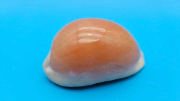 Golden Cowrie Shell – Lyncina aurantium – 3" Display Seashell - ShellsLoving Coastal Living