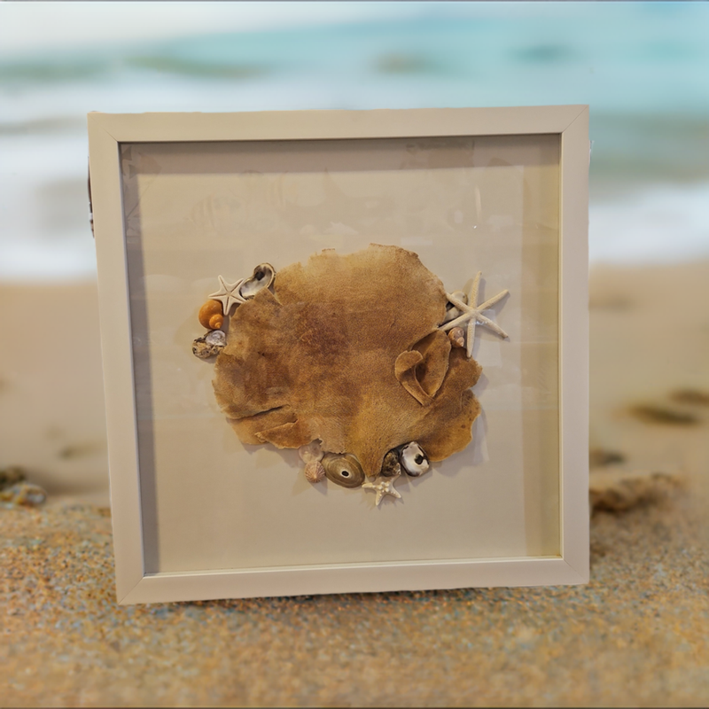 Sponge Sea-fan and shell shadow box