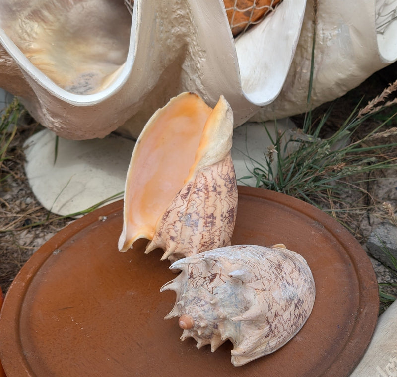 Grade B Imperial Volute Conch Shell - ShellsLoving Coastal Living