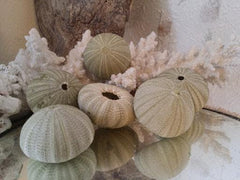 Green Sea Urchin Shell - ShellsLoving Coastal Living