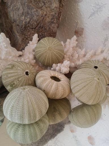 Green Sea Urchin Shell - ShellsLoving Coastal Living