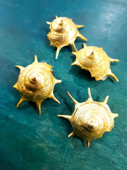 Guildfordia Yoka Shell - ShellsLoving Coastal Living