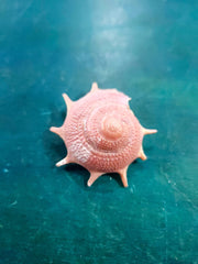Guildfordia Yoka Shell - ShellsLoving Coastal Living