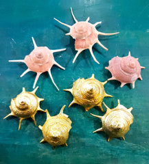 Guildfordia Yoka Shell - ShellsLoving Coastal Living