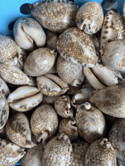 Harlequin Cowrie Mauritia Histrio - ShellsLoving Coastal Living