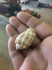 Harpa Amouretta (Lesser Harp) Shell - Loving Coastal Living