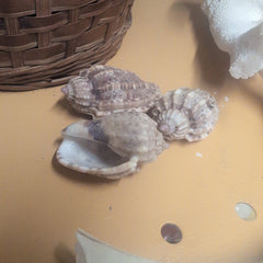 Harpa Amouretta (Lesser Harp) Shell - Loving Coastal Living