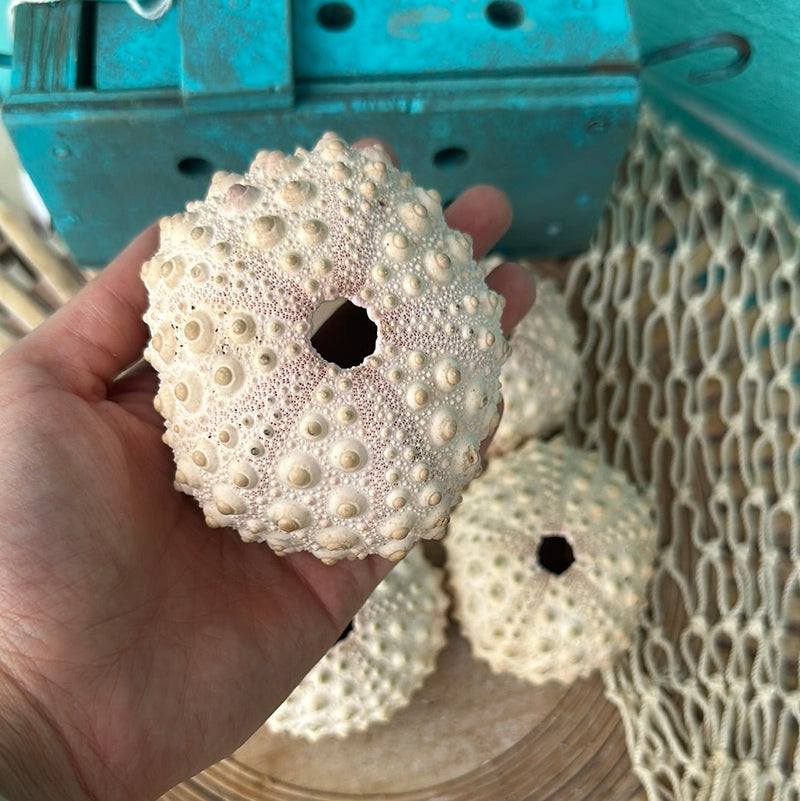 Hawaiian Slate Pencil Urchin - Loving Coastal Living