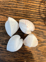 Heart Cockle Shell - Loving Coastal Living