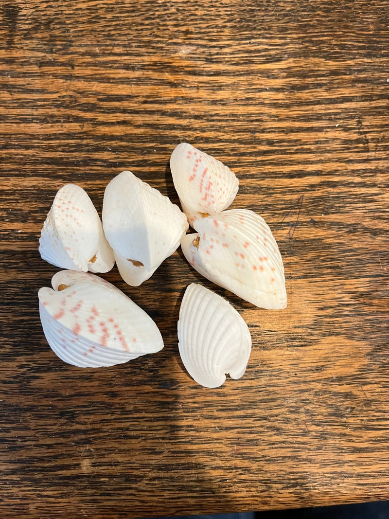 Heart Cockle Shell - Loving Coastal Living