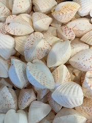 Heart Cockle Shell - Loving Coastal Living