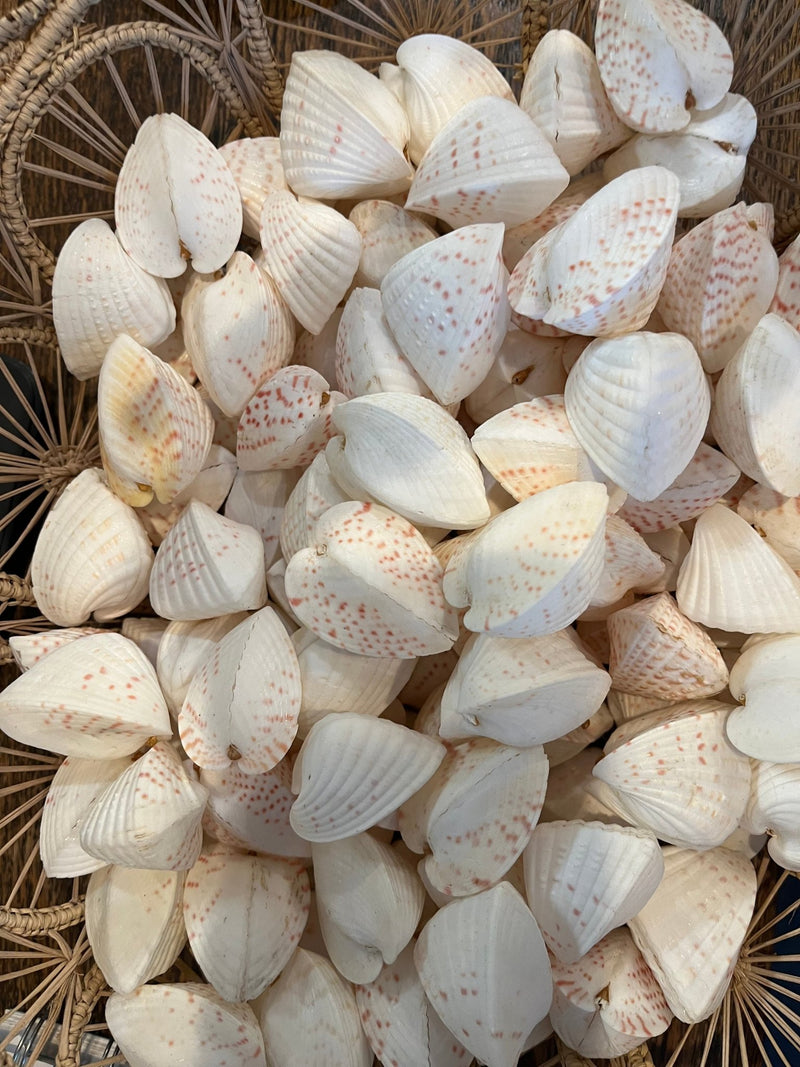 Heart Cockle Shell - Loving Coastal Living