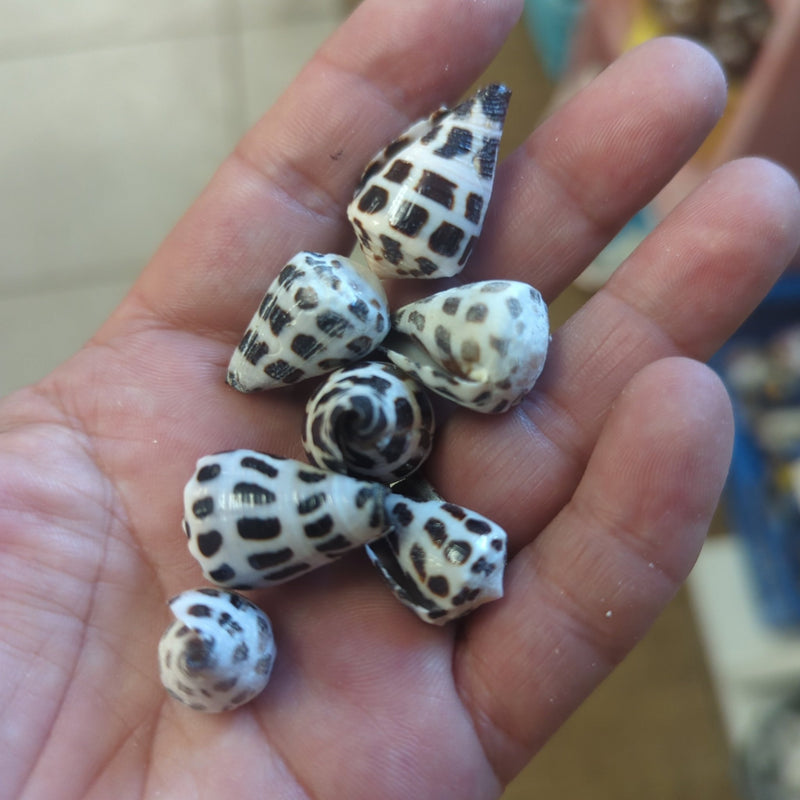 Hebrew Cone Shell - Loving Coastal Living