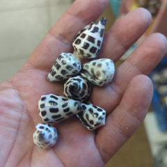 Hebrew Cone Shell - Loving Coastal Living