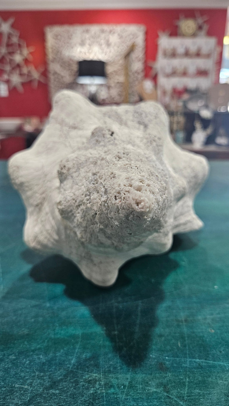 Horse Conch Shell – Extra - Large Natural Coastal Décor (14" x 7.75") - ShelllsLoving Coastal Living