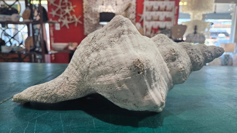 Horse Conch Shell – Extra - Large Natural Coastal Décor (14" x 7.75") - ShelllsLoving Coastal Living