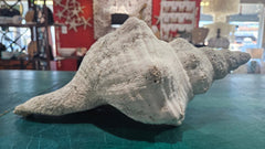 Horse Conch Shell – Extra - Large Natural Coastal Décor (14