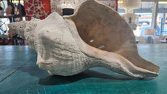 Horse Conch Shell – Extra - Large Natural Coastal Décor (14
