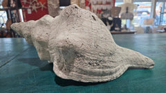 Horse Conch Shell – Extra - Large Natural Coastal Décor (14