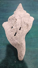 Horse Conch Shell – Extra - Large Natural Coastal Décor (14