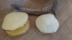 Polished Tigrina Clam Shell Coin Purse